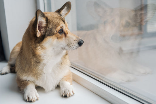 Corgi dog waiting in the window for its owner to come home.